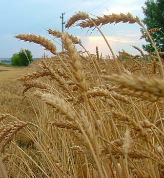Эксперты "СовЭкон": Экспорт пшеницы в новом сезоне вырастет на фоне высокого урожая